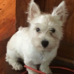 Meet your Posher, Cindy